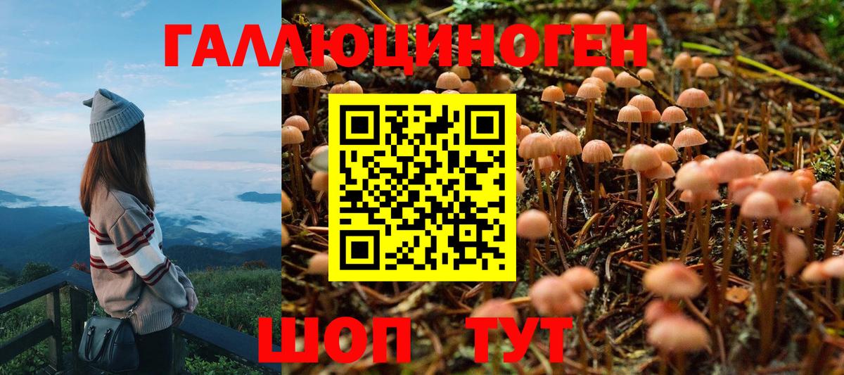 Псилоцибиновые грибы GOLDEN TEACHER  Вход с VPN  Галлюциногенные грибы Psilocybine cubensis  Кореновск 